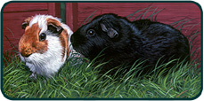 Pet Portraits - Bruce and Elvis