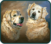 Pet Portraits - Harvey and Murphy